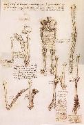 LEONARDO da Vinci Anatomical studies of the basin of the Steibeins and the lower Gliedmaben of a woman and study of the rotation of the arms oil painting